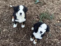 Malachi-Blu Eye, a male Bernese Mountain Dog for sale in Bellingham, WA – Photo 2 of 10