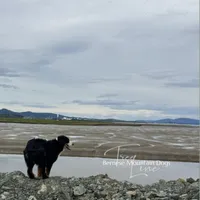 Malachi-Blu Eye, a male Bernese Mountain Dog for sale in Bellingham, WA – Photo 7 of 10