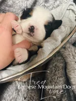 Malachi-Blu Eye, a male Bernese Mountain Dog for sale in Bellingham, WA – Photo 4 of 10