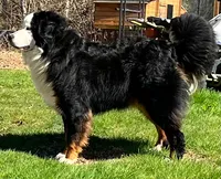 Malachi-Blu Eye, a male Bernese Mountain Dog for sale in Bellingham, WA – Photo 9 of 10