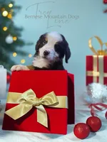 Malachi-Blu Eye, a male Bernese Mountain Dog for sale in Bellingham, WA – Photo 3 of 10