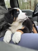 Malachi-Blu Eye, a male Bernese Mountain Dog for sale in Bellingham, WA – Photo 1 of 10