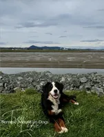 Rhea, a female Bernese Mountain Dog for sale in Bellingham, WA – Photo 7 of 10