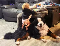 Rhea, a female Bernese Mountain Dog for sale in Bellingham, WA – Photo 10 of 10