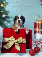 Rhea, a female Bernese Mountain Dog for sale in Bellingham, WA – Photo 1 of 10