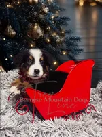 Rhea, a female Bernese Mountain Dog for sale in Bellingham, WA – Photo 2 of 10