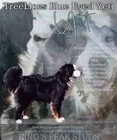 Rhea, a female Bernese Mountain Dog for sale in Bellingham, WA – Photo 8 of 10