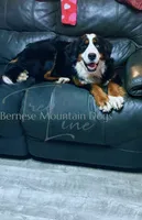 Rhea, a female Bernese Mountain Dog for sale in Bellingham, WA – Photo 6 of 10
