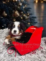 Rhea, a female Bernese Mountain Dog for sale in Bellingham, WA – Photo 3 of 10