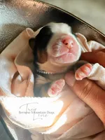 Rhea, a female Bernese Mountain Dog for sale in Bellingham, WA – Photo 4 of 10