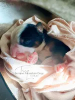 Naomi, a female Bernese Mountain Dog for sale in Bellingham, WA – Photo 4 of 10