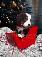 Naomi, a female Bernese Mountain Dog for sale in Bellingham, WA – Photo 2 of 10