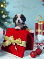 Naomi, a female Bernese Mountain Dog for sale in Bellingham, WA – Photo 1 of 10