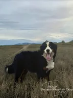 Naomi, a female Bernese Mountain Dog for sale in Bellingham, WA – Photo 6 of 10