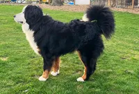 Naomi, a female Bernese Mountain Dog for sale in Bellingham, WA – Photo 8 of 10