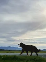 Naomi, a female Bernese Mountain Dog for sale in Bellingham, WA – Photo 5 of 10