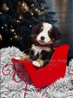 Naomi, a female Bernese Mountain Dog for sale in Bellingham, WA – Photo 3 of 10