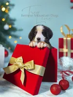 processed/087813ec-eb2b-4cb8-9fe4-d5c4207a687d/listing/c111a4be-47c3-4ce5-9c51-6bc7c85fb269/f0fcecd5-b385-4d32-bbcb-9605e6556f52