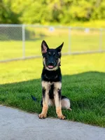Bonnie, a female German Shepherd Dog for sale in Red Wing, MN – 1 of 2