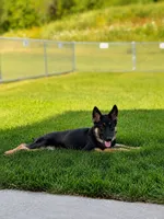 Bonnie, a female German Shepherd Dog for sale in Red Wing, MN – 2 of 2