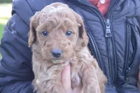 Mimi, a female Miniature Goldendoodle for sale in Middlebury, IN – 3 of 3