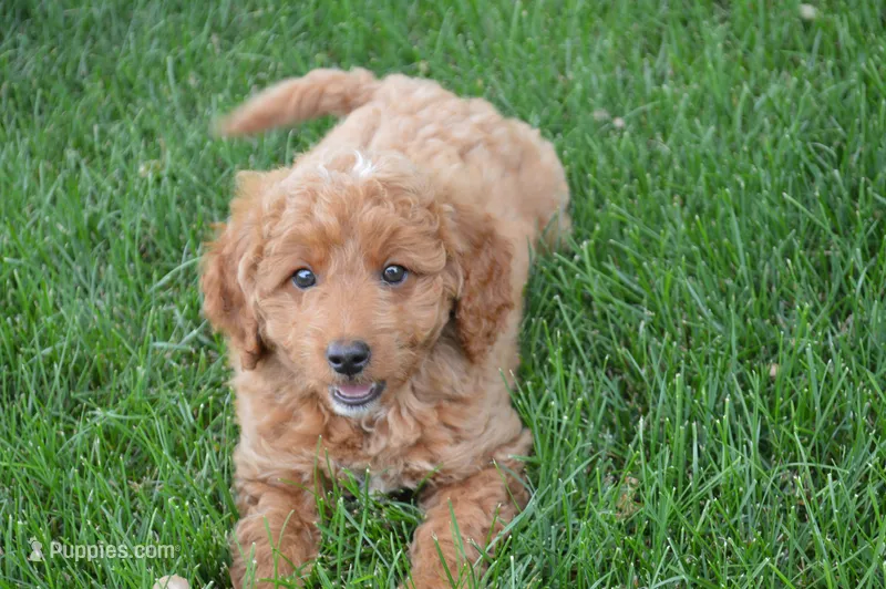 Mimi – Miniature Goldendoodle puppy for sale in Middlebury, IN