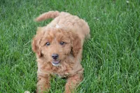 Mimi, a female Miniature Goldendoodle for sale in Middlebury, IN – 1 of 9