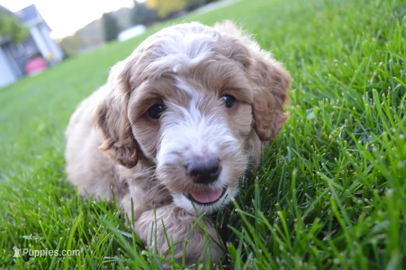 Atlas – Miniature Goldendoodle puppy for sale in Middlebury, IN