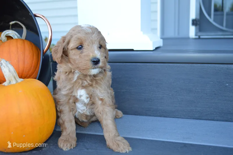Remi – Miniature Goldendoodle puppy for sale in Middlebury, IN