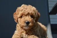 Daisy , a female Miniature Goldendoodle for sale in Middlebury, IN – 3 of 8