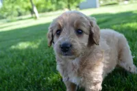 Midge , a female Miniature Goldendoodle for sale in Middlebury, IN – 2 of 7