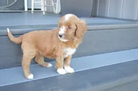 Luna, a female Miniature Goldendoodle for sale in Middlebury, IN – 2 of 4