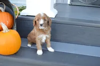 Luna, a female Miniature Goldendoodle for sale in Middlebury, IN – 4 of 4