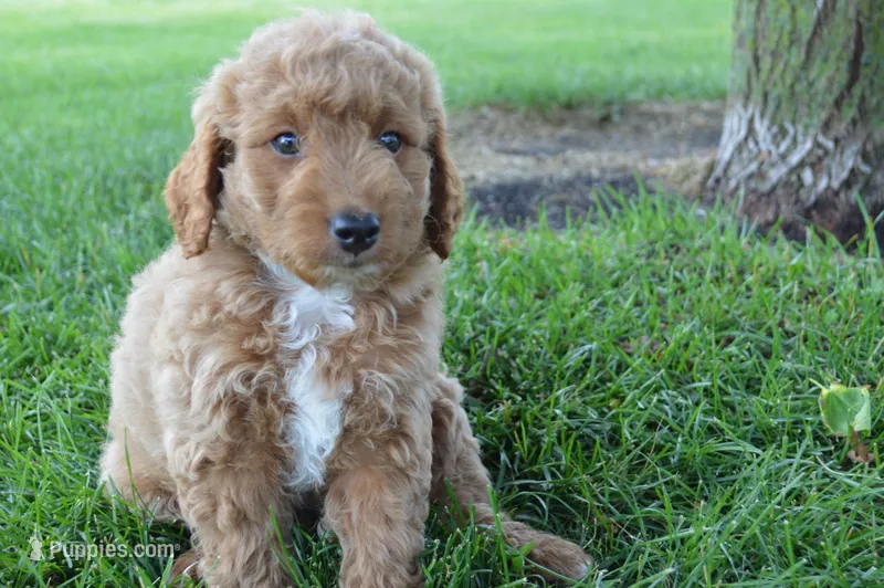 Remmy – Miniature Goldendoodle puppy for sale in Middlebury, IN