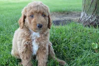 Remmy, a male Miniature Goldendoodle for sale in Middlebury, IN – 1 of 10