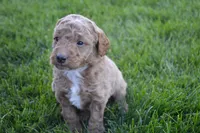 Remmy, a male Miniature Goldendoodle for sale in Middlebury, IN – 3 of 3