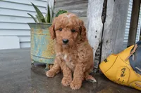 Mimi, a female Miniature Goldendoodle for sale in Middlebury, IN – 5 of 6