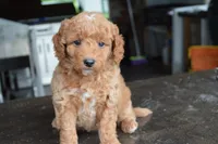 Mimi, a female Miniature Goldendoodle for sale in Middlebury, IN – 6 of 6