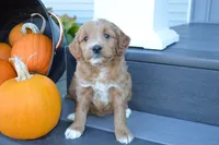 Hazel, a female Miniature Goldendoodle for sale in Middlebury, IN – 1 of 4