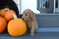 Theo, a male Miniature Goldendoodle for sale in Middlebury, IN – 3 of 4