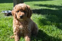 Mimi, a female Miniature Goldendoodle for sale in Middlebury, IN – 3 of 6