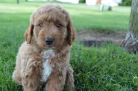 Remmy, a male Miniature Goldendoodle for sale in Middlebury, IN – 3 of 10