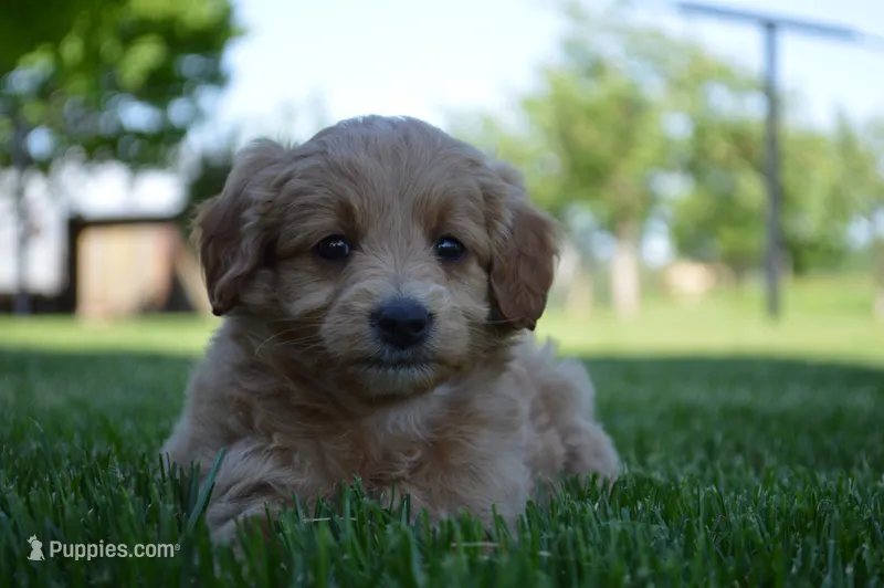 Midge  – Miniature Goldendoodle puppy for sale in Middlebury, IN