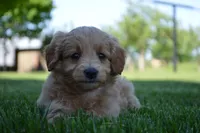 Midge , a female Miniature Goldendoodle for sale in Middlebury, IN – 1 of 7