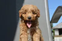 Alita , a female Miniature Goldendoodle for sale in Middlebury, IN – 5 of 8