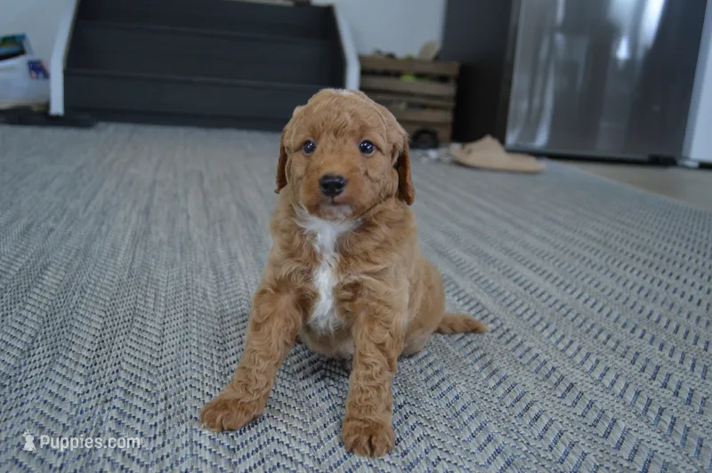 Remmy – Miniature Goldendoodle puppy for sale in Middlebury, IN