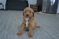 Remmy, a male Miniature Goldendoodle for sale in Middlebury, IN – 5 of 10
