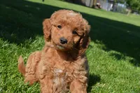 Mimi, a female Miniature Goldendoodle for sale in Middlebury, IN – 2 of 6