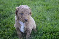 Remmy, a male Miniature Goldendoodle for sale in Middlebury, IN – 2 of 3