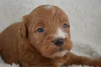 Jordan , a male Miniature Goldendoodle for sale in Middlebury, IN – Photo 2 of 3